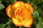 Bloemen en planten