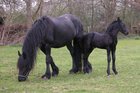 Koeien, paarden en huisdieren