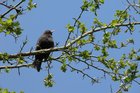 Vogels, watervogels