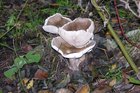 Paddestoelen