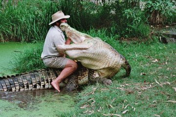 Blue Planet Wildlife Park, nabij Airlie Beach, Queensland. 
Eigenaar Robert Harold Bredl, bekend als de Barefoot Bushman, stoeit met één van z’n krokodillen.
 